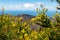 Roque Agando - Selective focus on yellow flower AdenocarpusÂ  with scenic view on volcanic rock formations on La Gomera